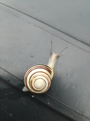 Cepaea hortensis