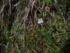 Anemonoides stolonifera