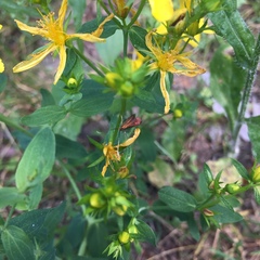 Hypericum perforatum