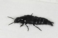 Quedius dilatatus