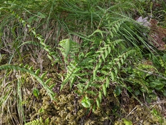 Athyrium reflexipinnum