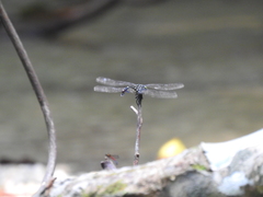 Phyllogomphus coloratus