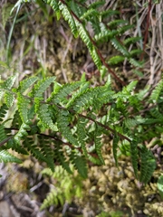 Athyrium reflexipinnum