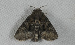 Oligia latruncula