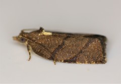 Argyrotaenia juglandana