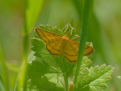 Idaea aureolaria