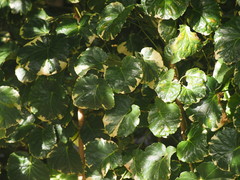 Polyscias balfouriana