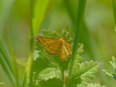 Idaea aureolaria