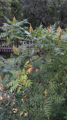 Rhus lanceolata