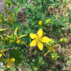 Hypericum perforatum