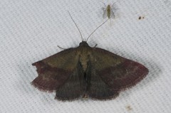 Phytometra viridaria