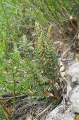 Paragymnopteris marantae