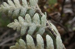 Paragymnopteris marantae