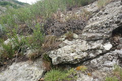 Paragymnopteris marantae