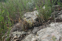 Paragymnopteris marantae