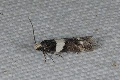 Recurvaria leucatella