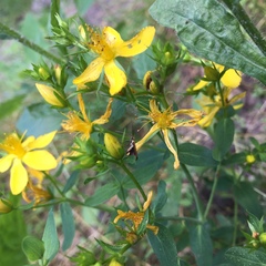 Hypericum perforatum