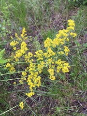 Galium verum