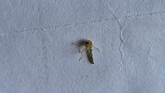 Culicidae