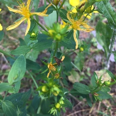 Hypericum perforatum