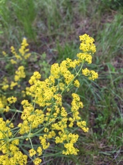 Galium verum
