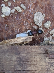 Camponotus novaeboracensis
