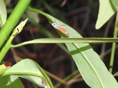 Bothrogonia ferruginea