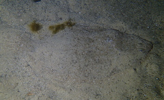 Pseudorhombus arsius