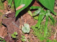 Bothrogonia ferruginea
