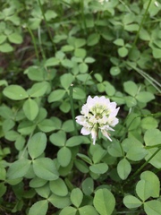 Trifolium repens