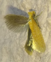 Tischeriidae