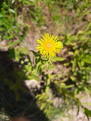 Inula