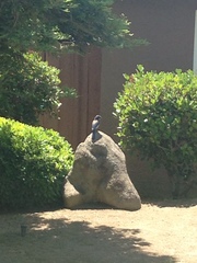 Aphelocoma californica