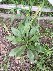 Plantago depressa
