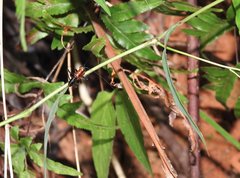 Conocephalus melaenus