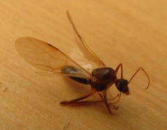 Camponotus