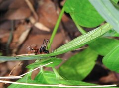 Conocephalus melaenus