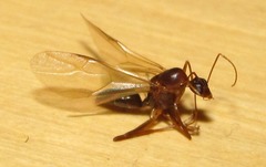 Camponotus