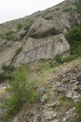 Paragymnopteris marantae