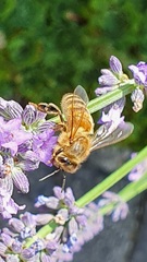 Apis mellifera