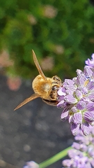 Apis mellifera