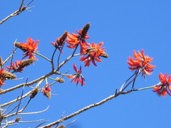 Zosterops lateralis chloronotus