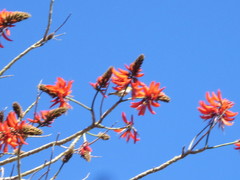 Zosterops lateralis chloronotus