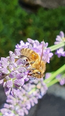 Apis mellifera