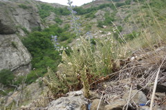 Paragymnopteris marantae