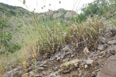 Paragymnopteris marantae