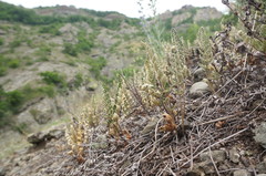 Paragymnopteris marantae