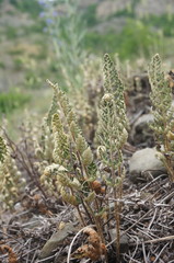 Paragymnopteris marantae