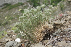 Minuartia glomerata