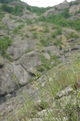 Paragymnopteris marantae